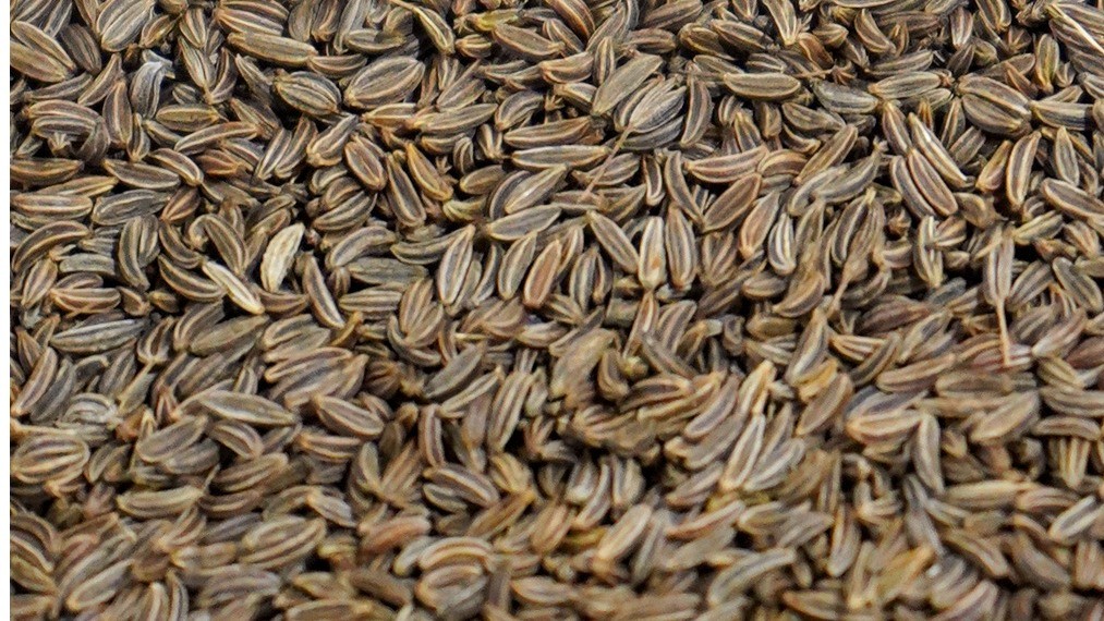 Organic Caraway (Carum carvi)