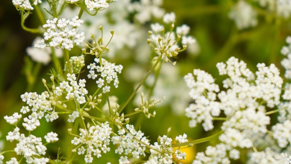 Ecocert-certifierad ekologisk kummin (Carum carvi) eterisk olja