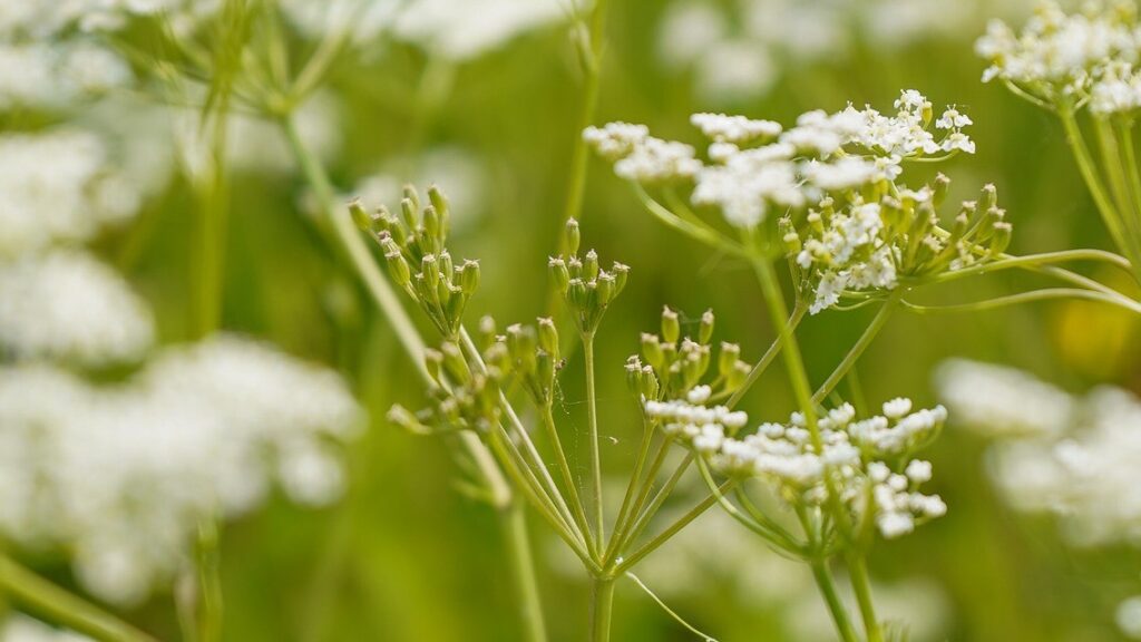 Ekologisk kummin (Carum carvi)