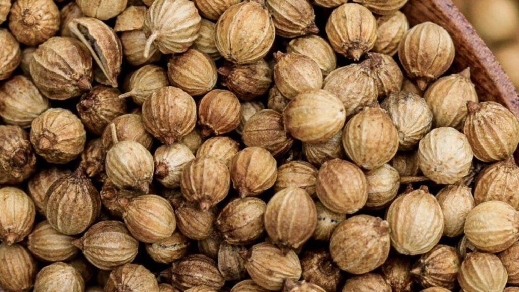 Ecocert-certifierad ekologisk koriander (Coriandrum sativum) eterisk olja