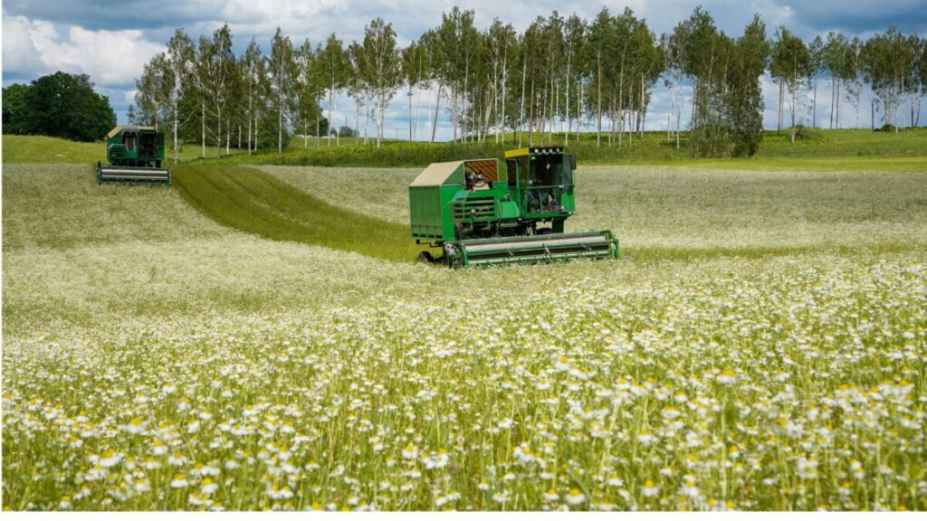 Organic Chamomile Production with Full Control—From Field to Formula