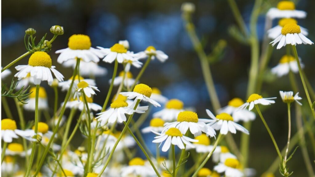 Ledande i Nordeuropa