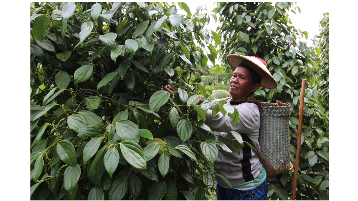 Conserving Forests and Sustaining People’s Livelihoods through Pepper Farming