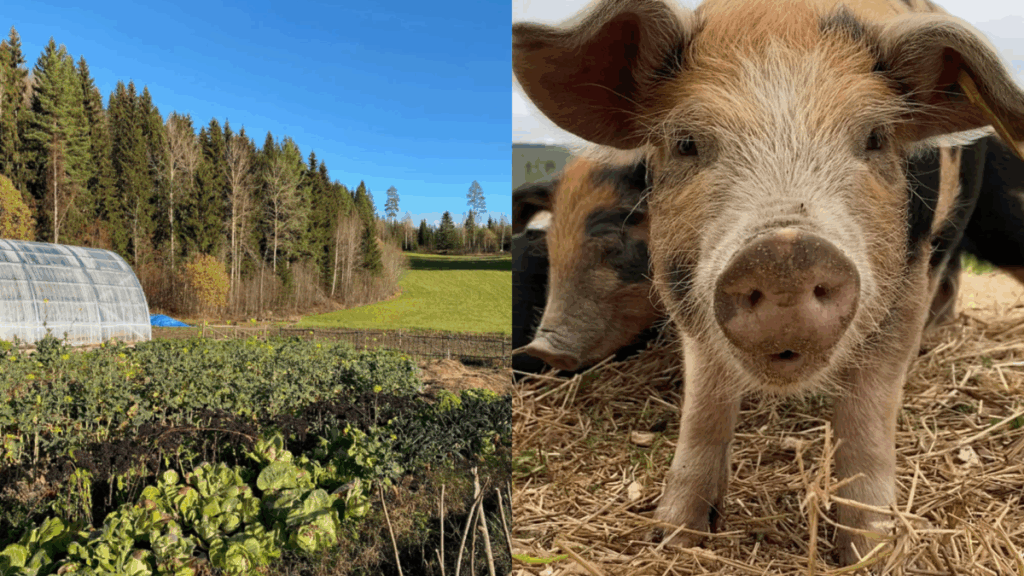 Johan Backéus driver restaurangen Naturaj tillsammans med sin partner.