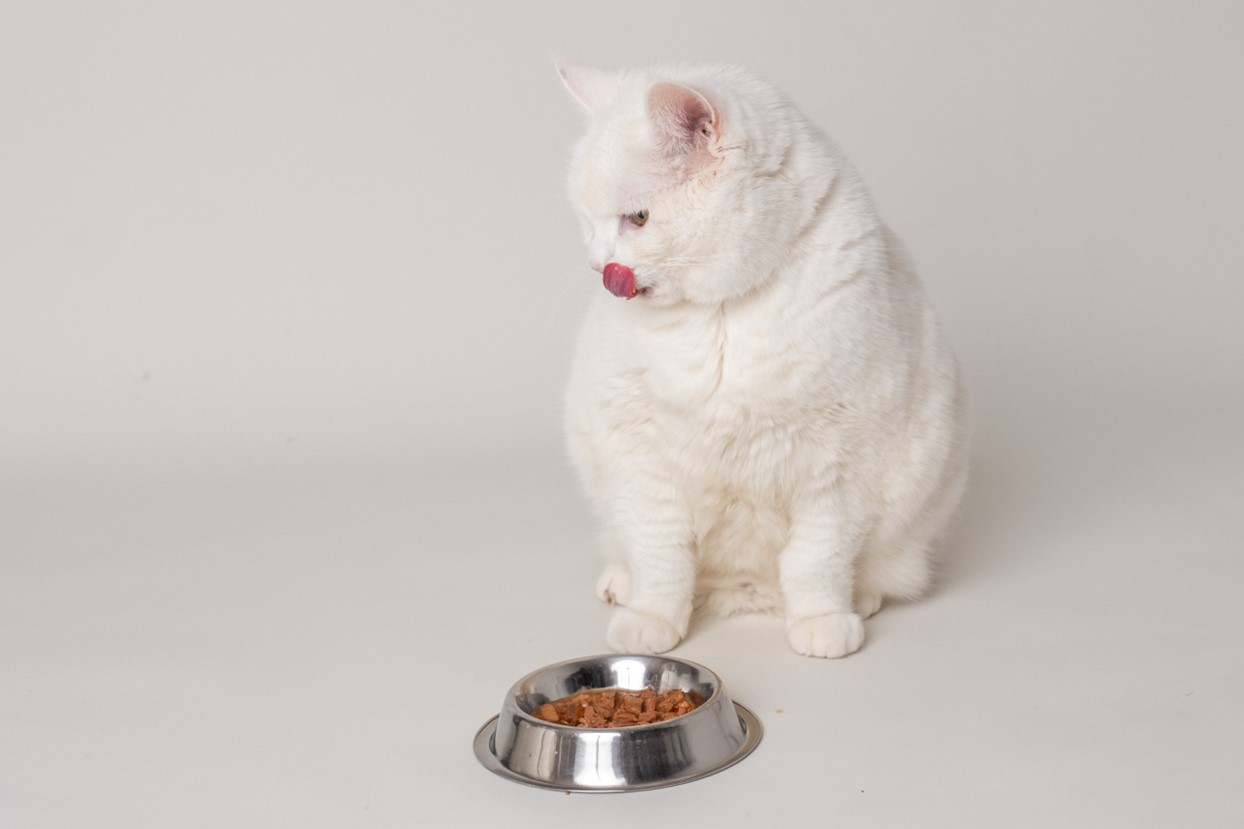 natvoerzakjes voor katten