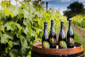 Wijndomein Vandersteene