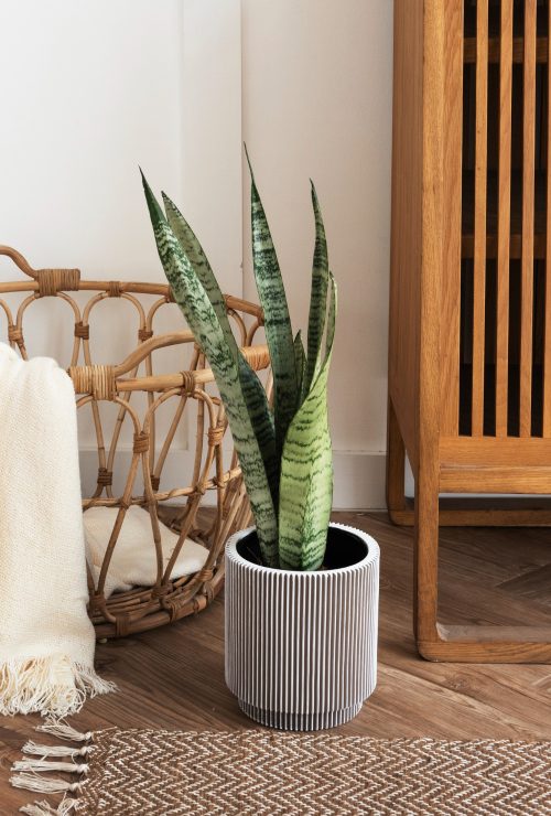 Plant decoratie