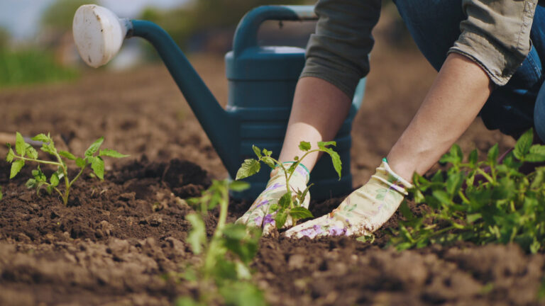 2 handen die aarde aanduwen om een plant in de grond te planten