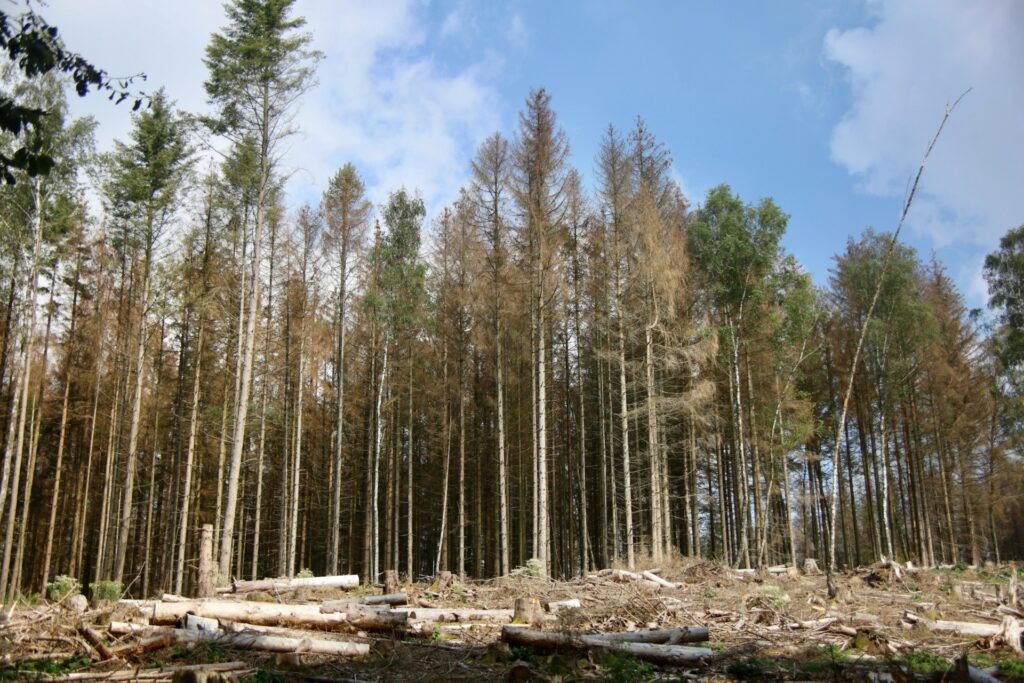 Bos met gekapte bomen