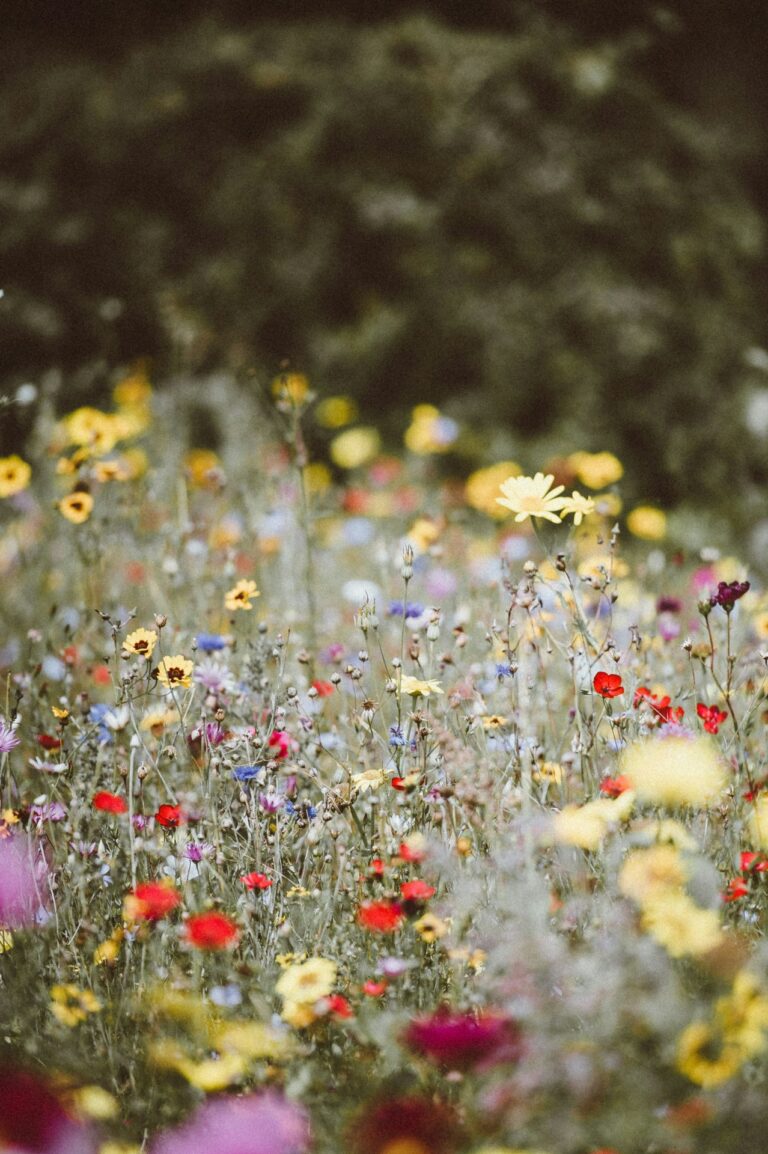 Een wilde bloemenweide