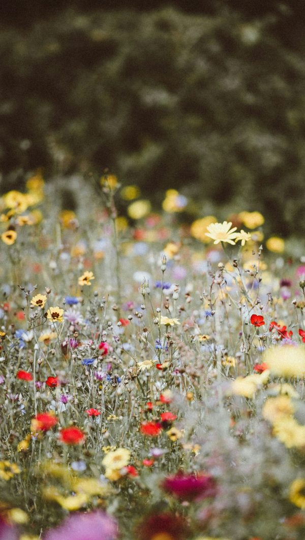 Een wilde bloemenweide