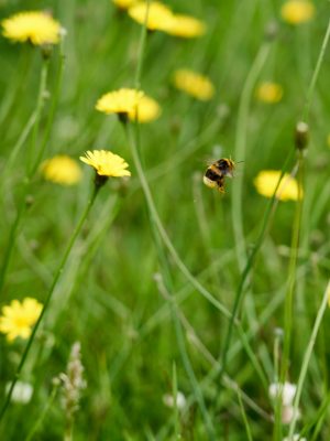Wilde tuin met insecten