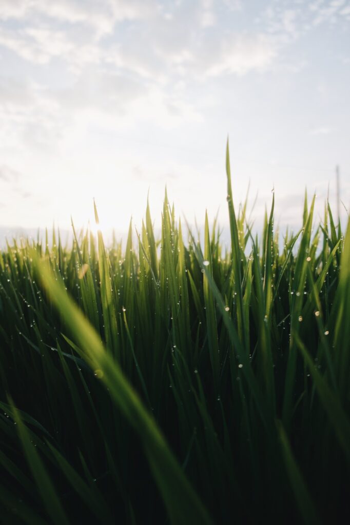 grassprietjes met dauw erop