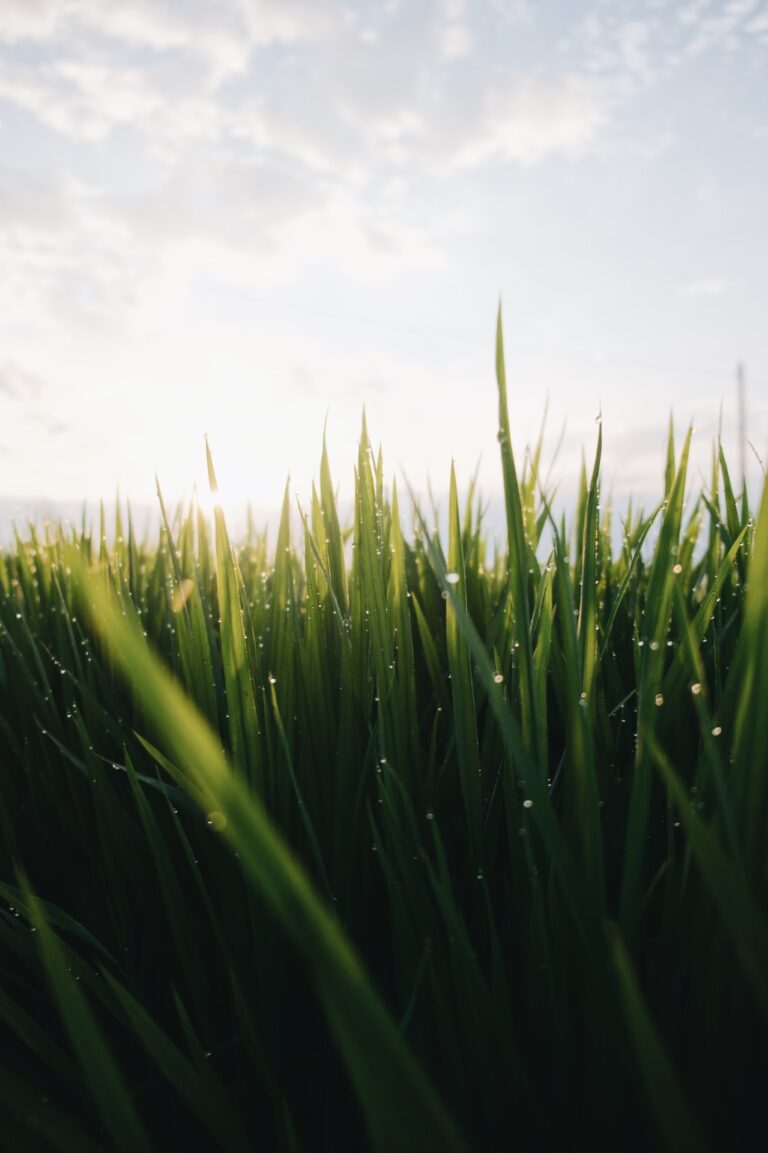 grassprietjes met dauw erop