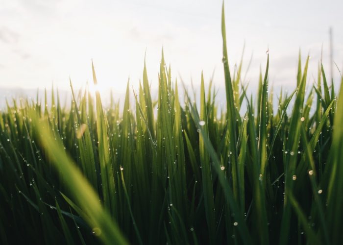 grassprietjes met dauw erop