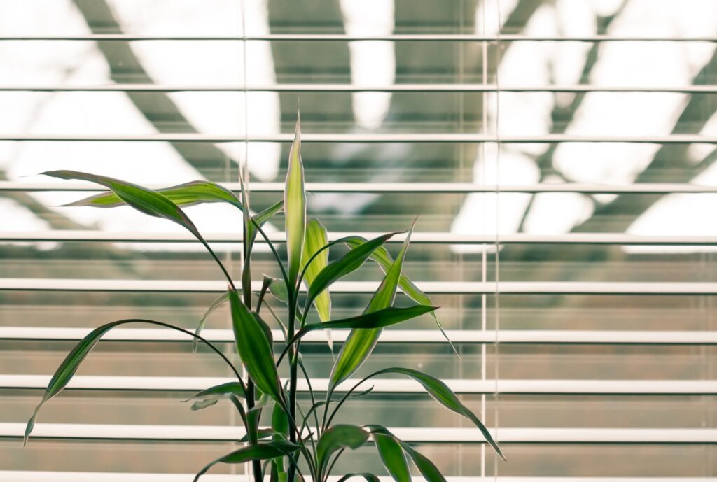 Koelen van huis door planten