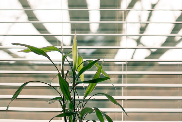 Koelen van huis door planten