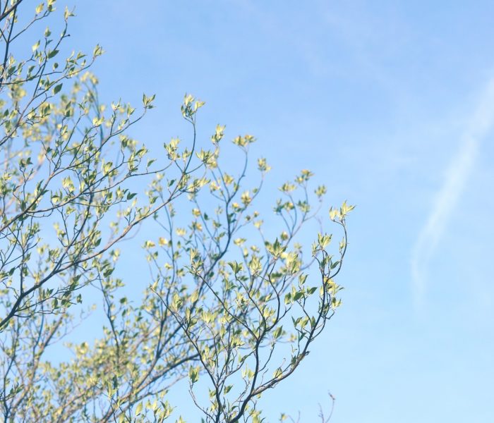 takken die in bloei staan met blauwe lucht