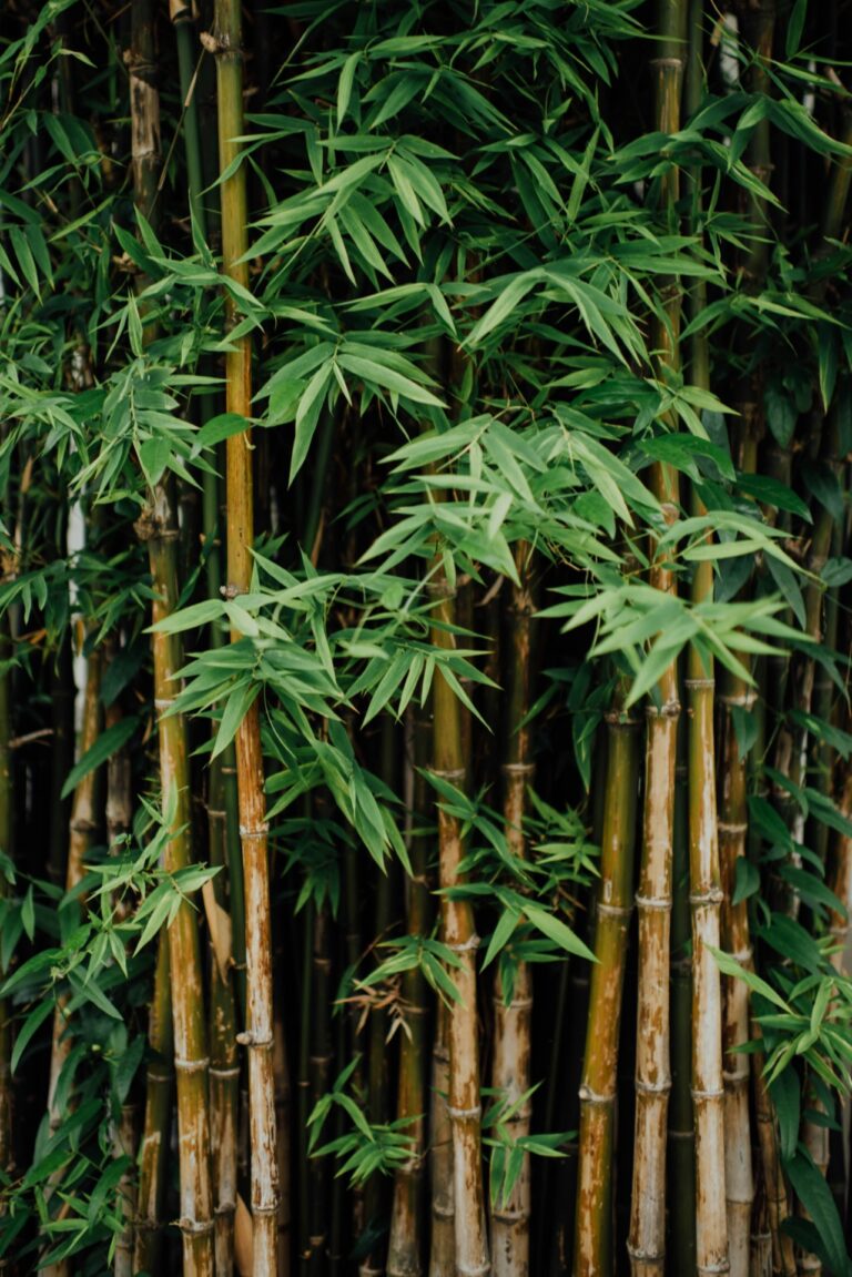 Bamboe