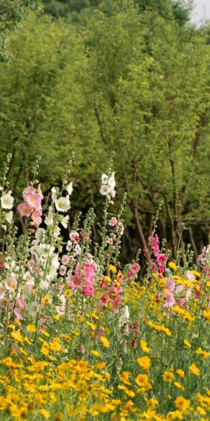 Wilde tuin gele bloemen