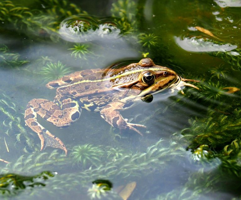 Kikker in vijver