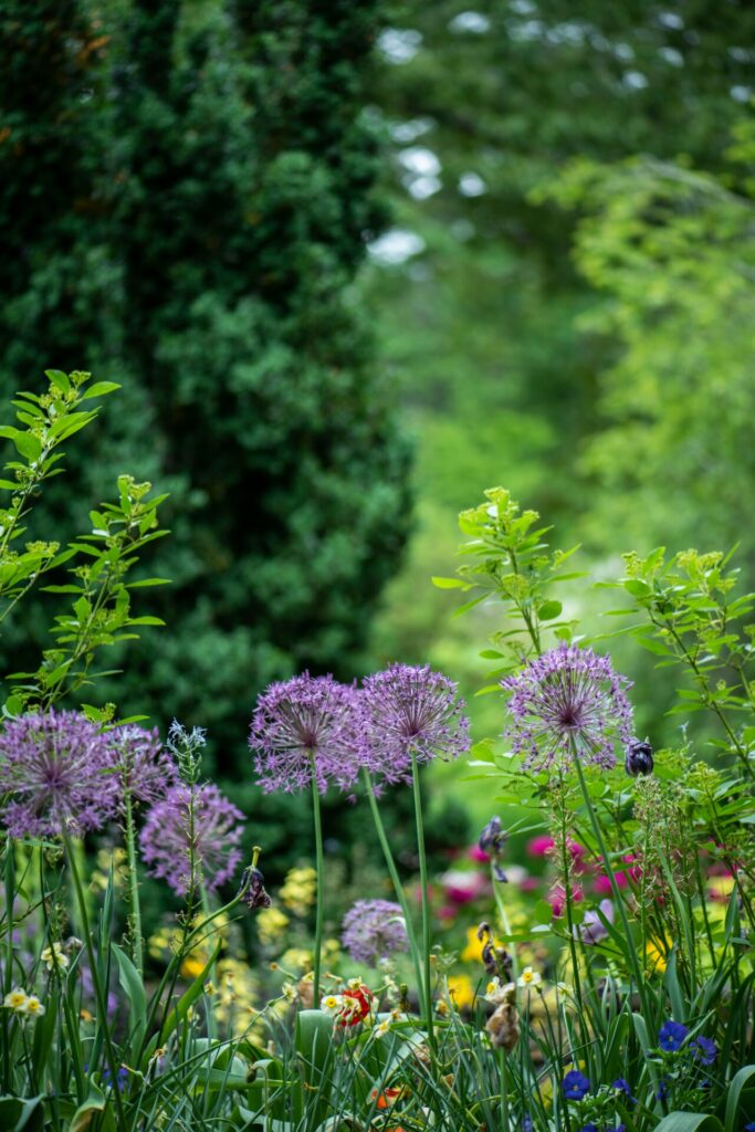 Tuin met bloemen