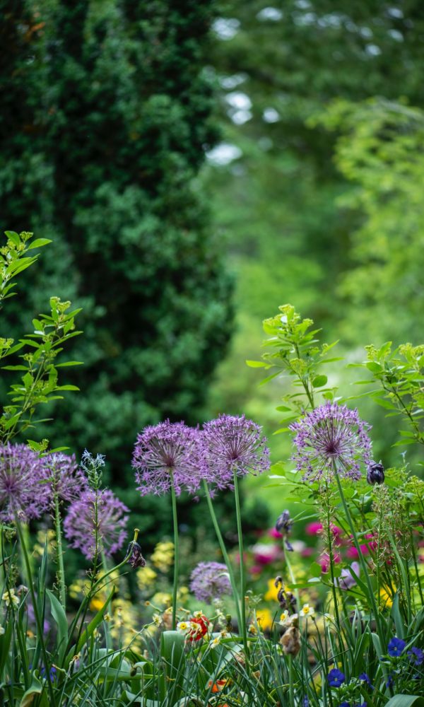 wilde bloemen tuin wadi