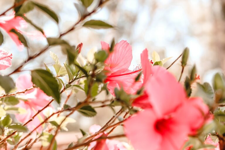 Hibiscusbloem
