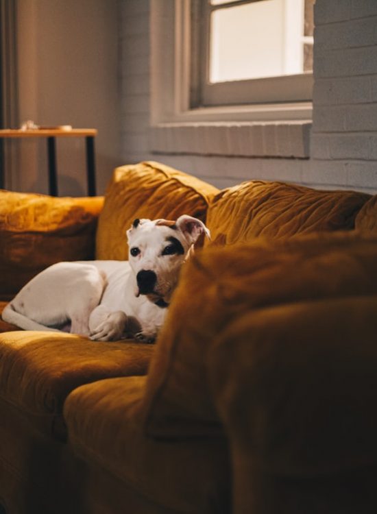 hond in zetel