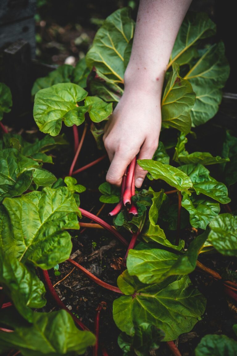 Een hand die sla plukt uit de moestuin.