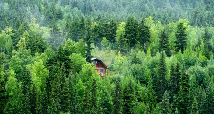 Een boomhut tussen de bomen in een bos.