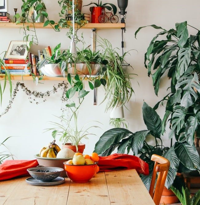 kamer vol planten