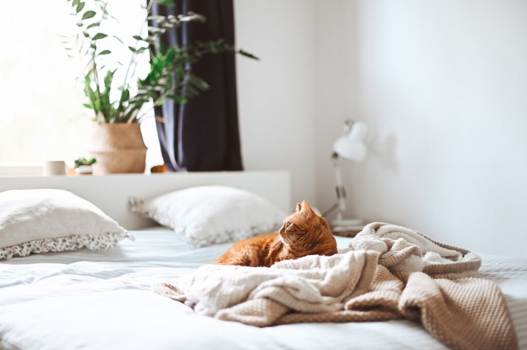 kat in bed