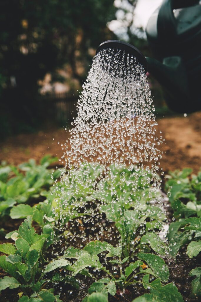 Moestuintje water geven