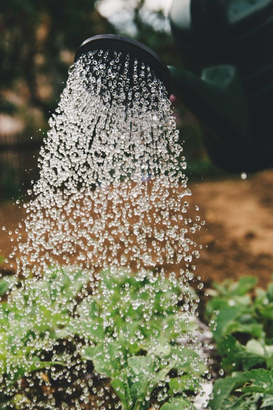 Gieter geeft planten water