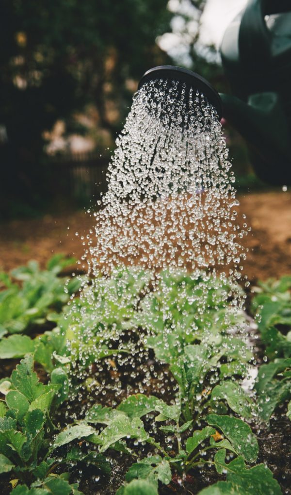 Er wordt met een gieter water gegeven aan de planten.