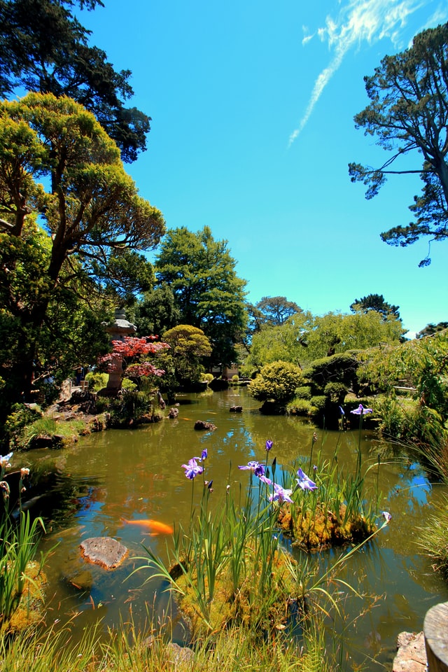 Japanse tuin
