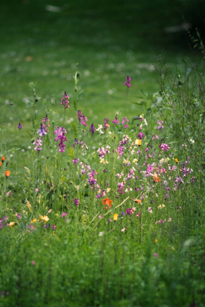 Wilde tuin