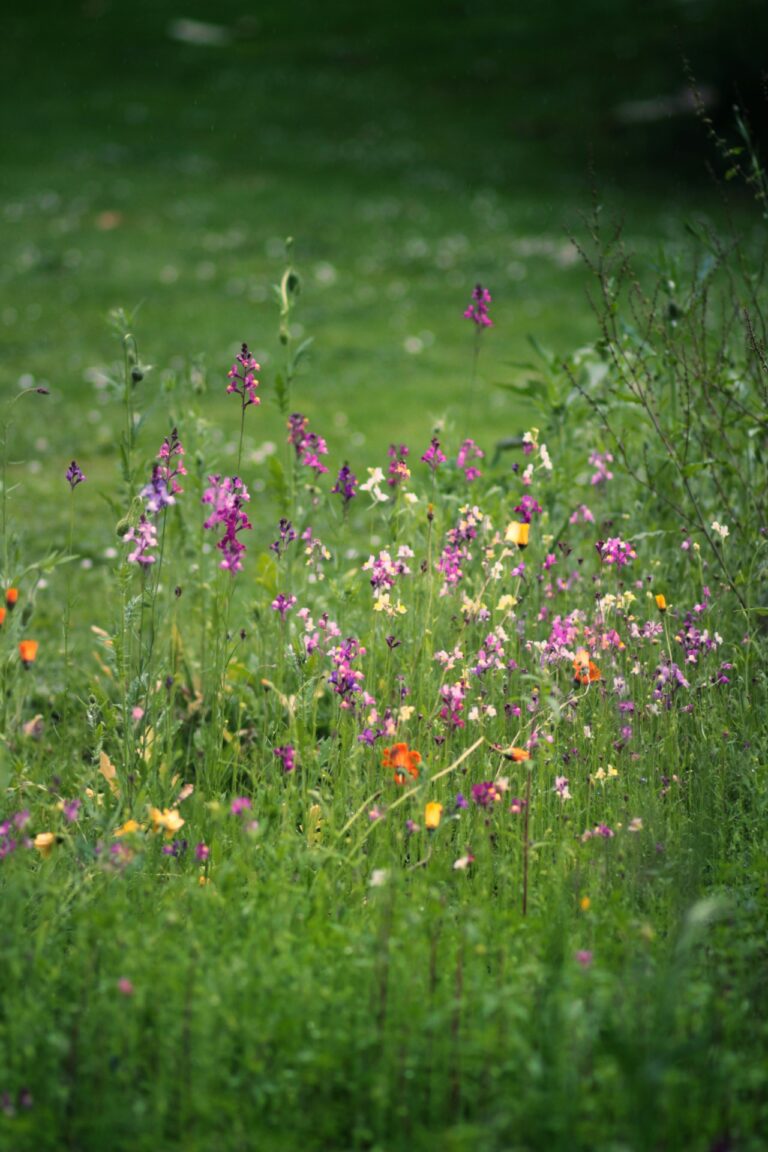Wilde tuin