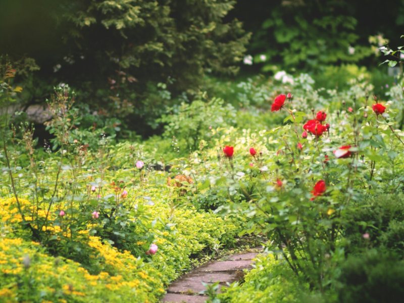 Tuin