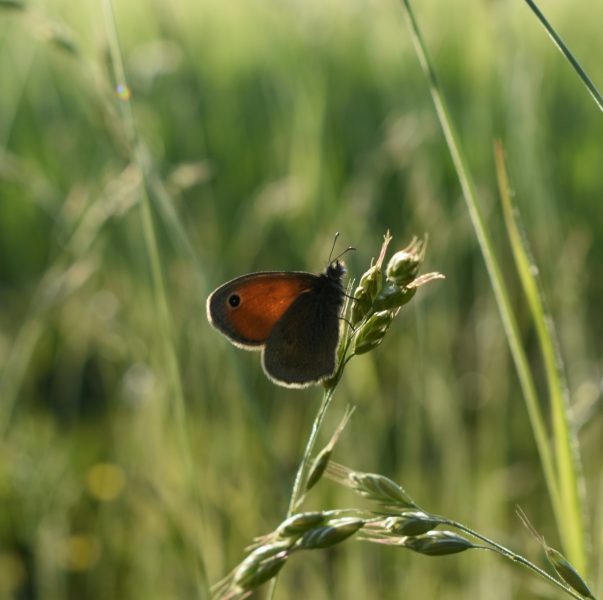 Plant met vlinder
