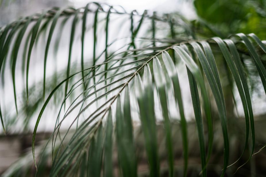 plant op dakterras