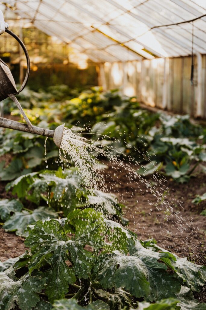 moestuintje beginnen