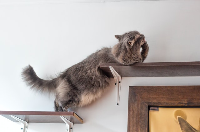 Een klimmend huisdier in huis