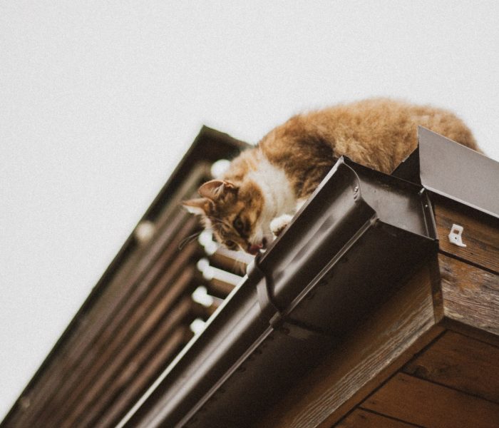 kat in dakgoot dakgoot reinigen