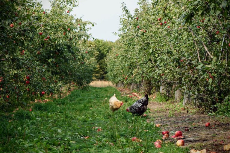 voedselbos aanleggen in je tuin