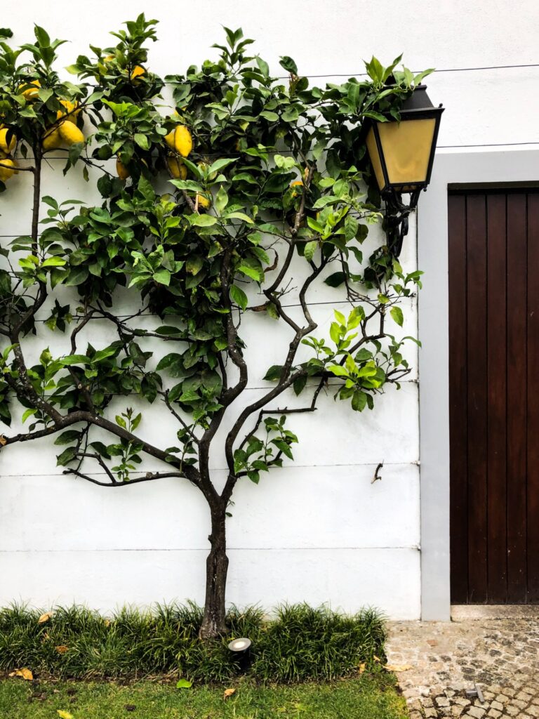 Stadstuin inrichten met citrusboom