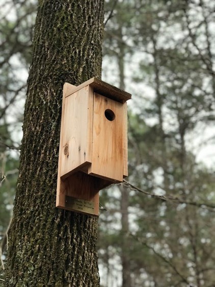 Vogelhuisje aan een boom