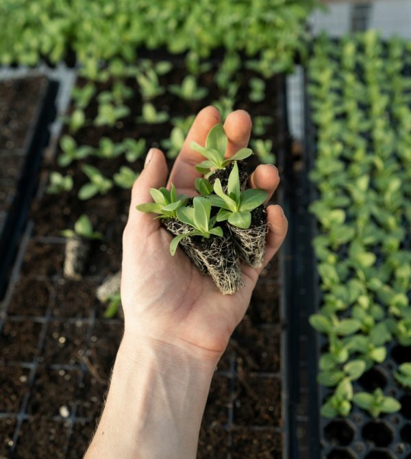 Een moestuin met een hand die plantjes vasthoudt