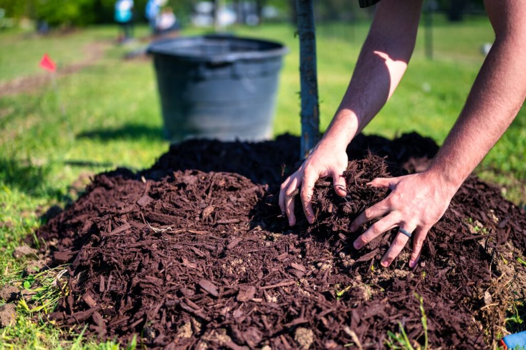 Twee handen die mulch rond een boom in de tuin aan het aanleggen zijn.